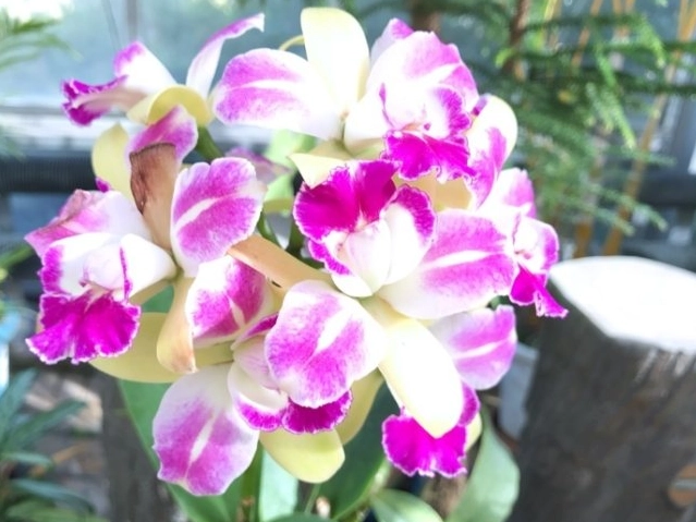 促進蘭花開花