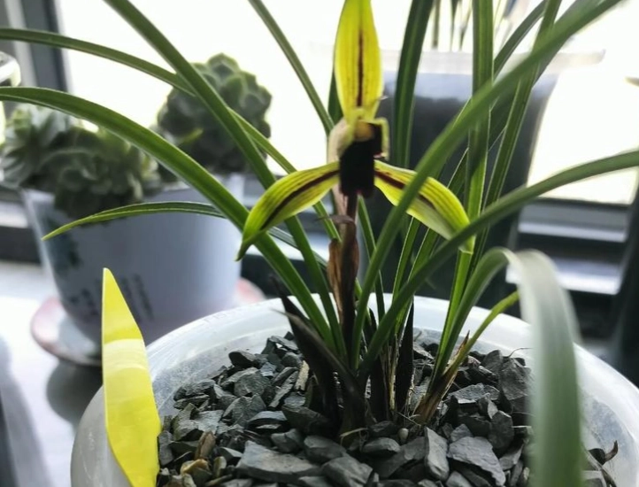 促進蘭花開花