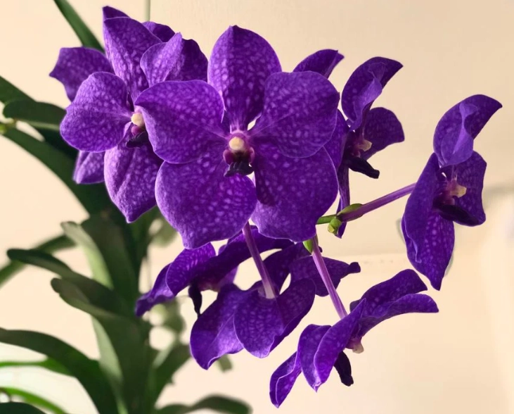 促進蘭花開花
