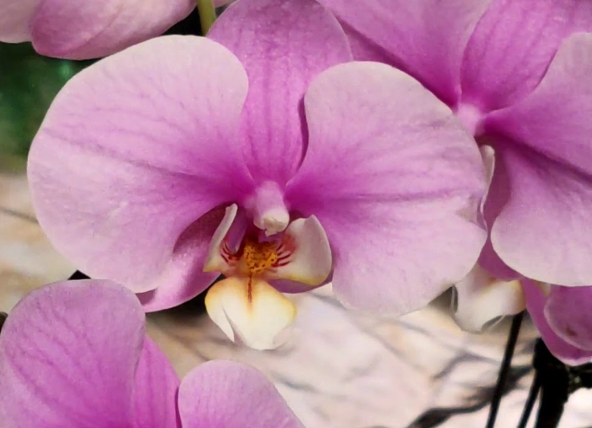 蘭花不開花
