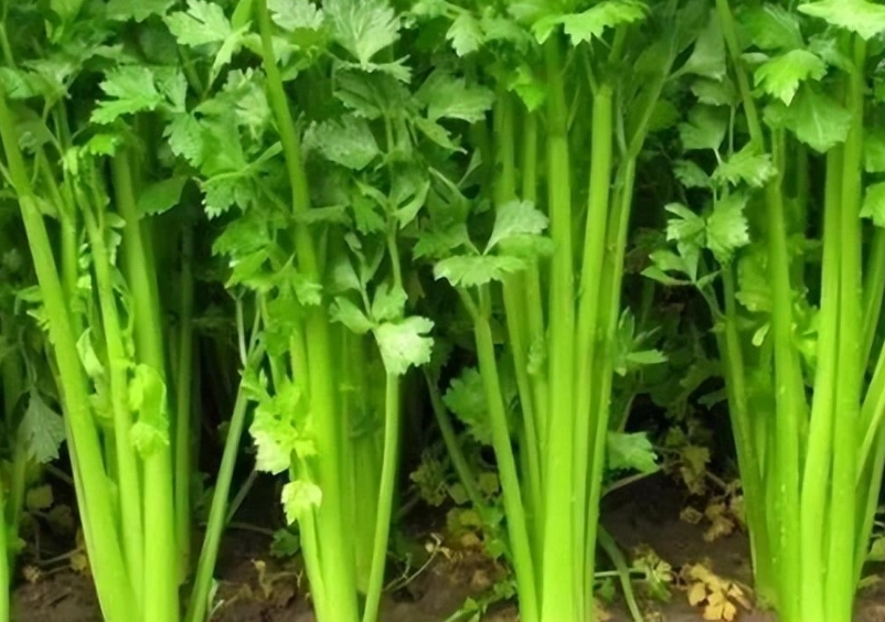 腎臟病可以吃芹菜嗎？營養師教你正確吃法與三大禁忌