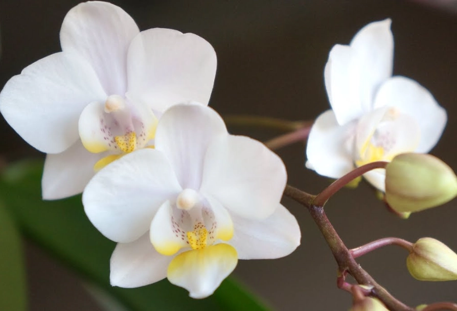 蘭花葉子發黃