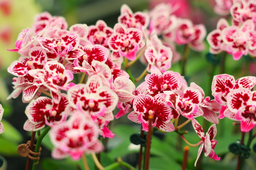 蘭花不開花
