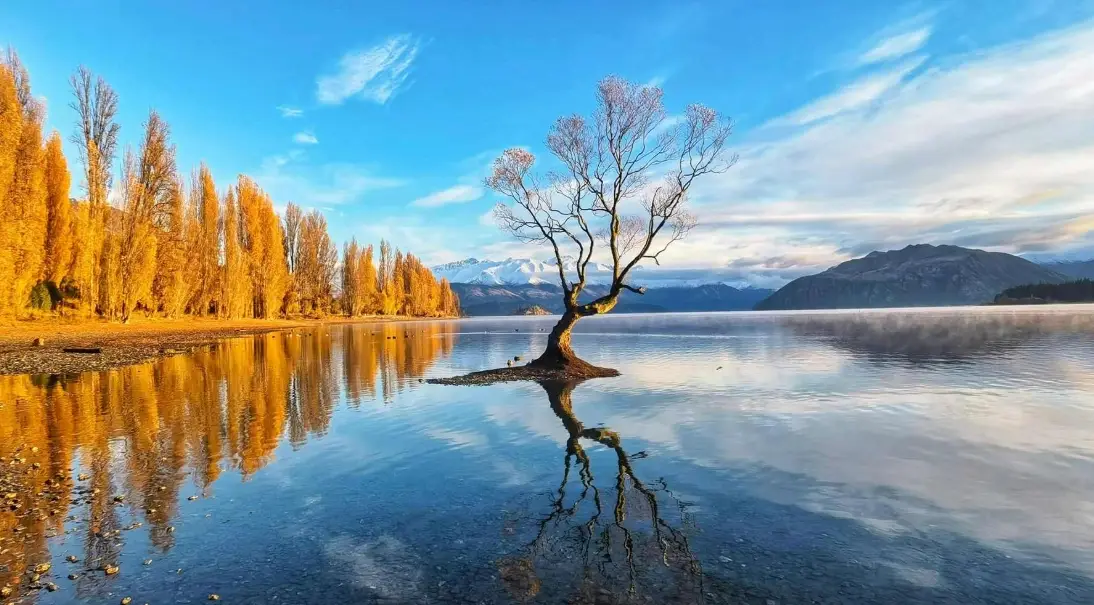 Wanaka Tree Wanaka Tree