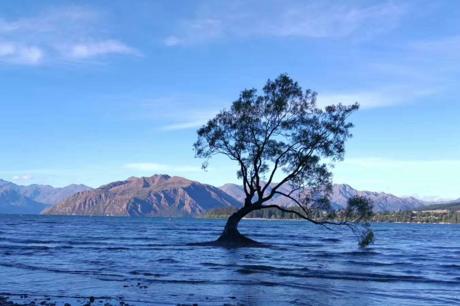 Wanaka Tree Wanaka Tree
