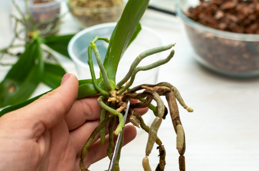蘭花拯救方法 蘭花拯救方法