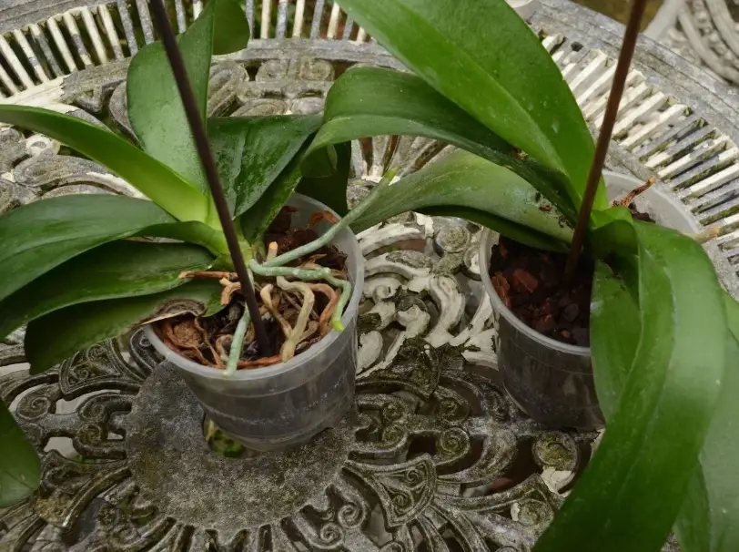 蘭花枯萎原因 蘭花枯萎原因