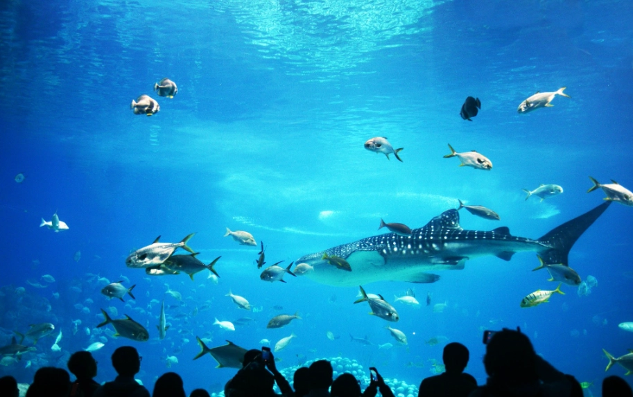 珠海長隆海洋王國攻略 珠海長隆海洋王國攻略