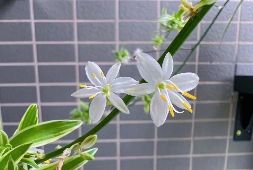 吊蘭浇水