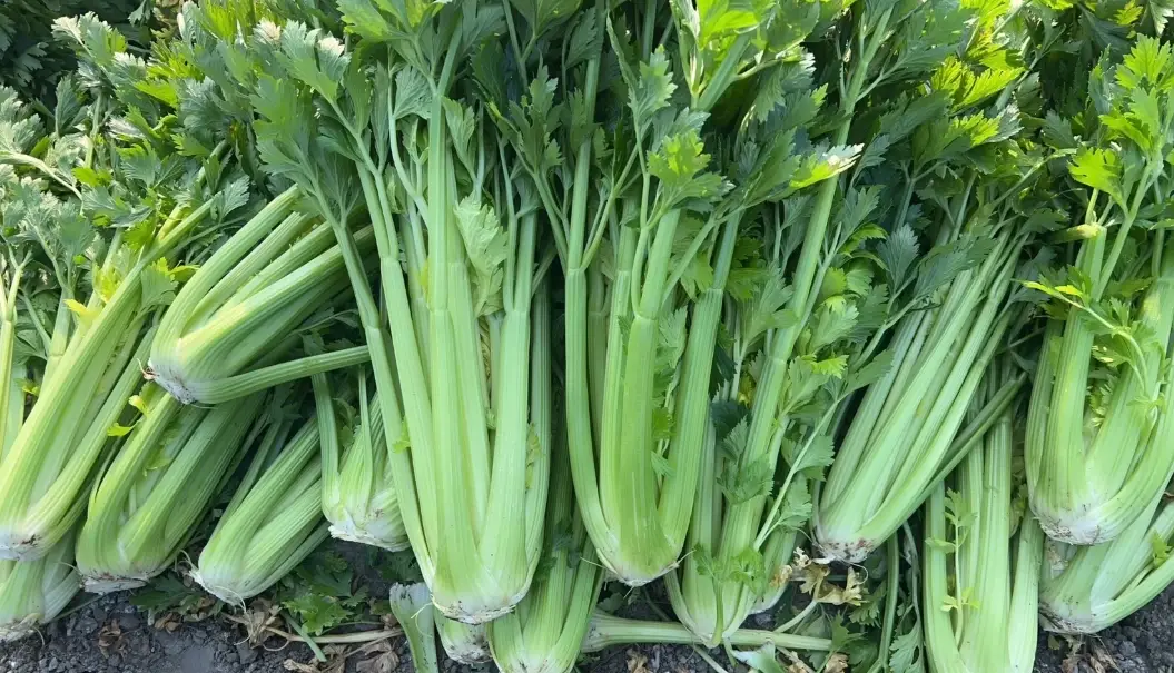 芹菜西洋芹差異