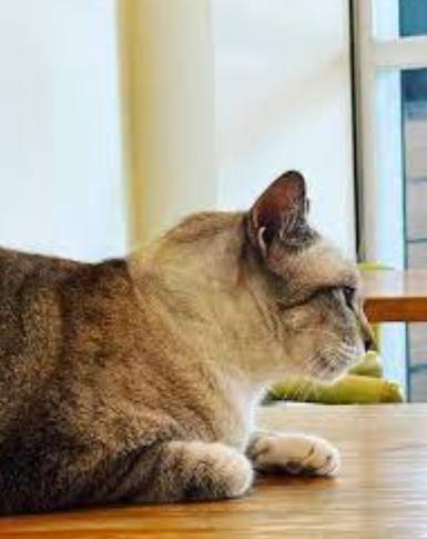 嘉義咖啡廳推薦