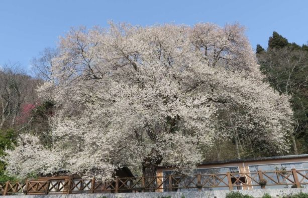 觀霧國家森林遊樂區住宿