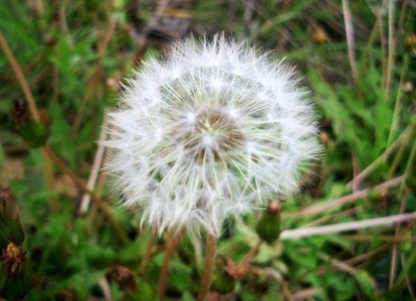 蒲公英花語