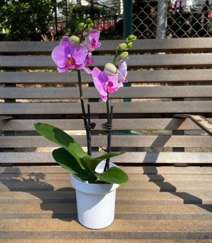 蘭花謝了怎麼辦