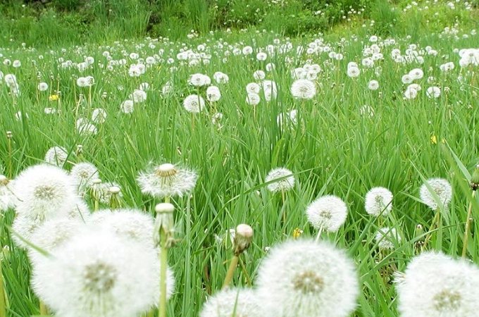蒲公英花語