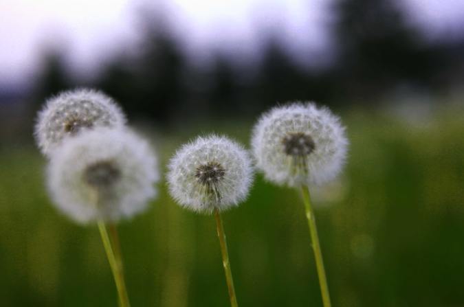 蒲公英花語