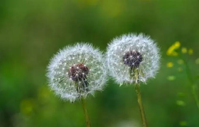 蒲公英花語