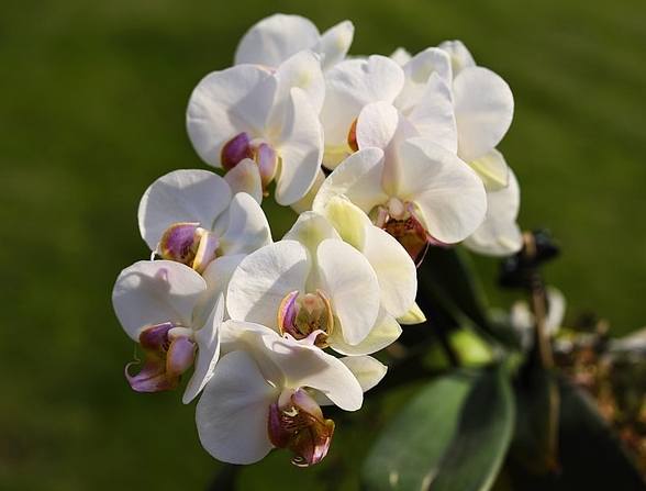 蘭花謝了怎麼辦