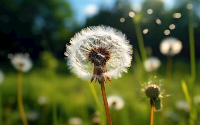 蒲公英花語