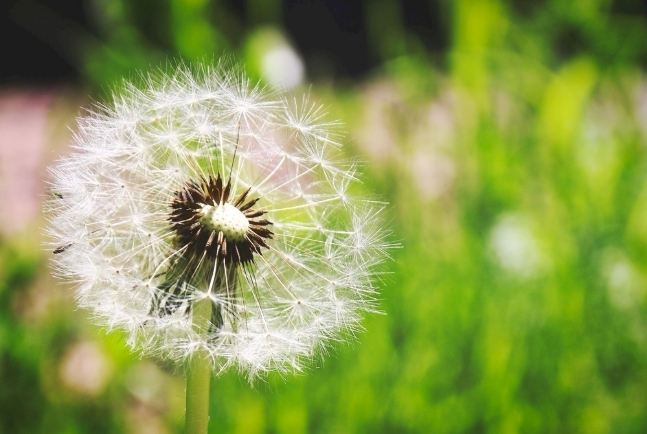 蒲公英花語