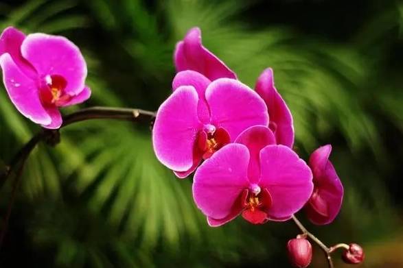 蘭花謝了怎麼辦