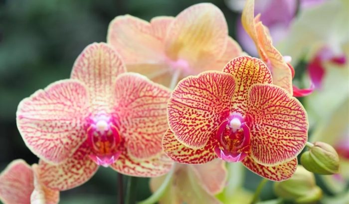 蘭花謝了怎麼辦