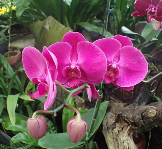 蘭花謝了怎麼辦