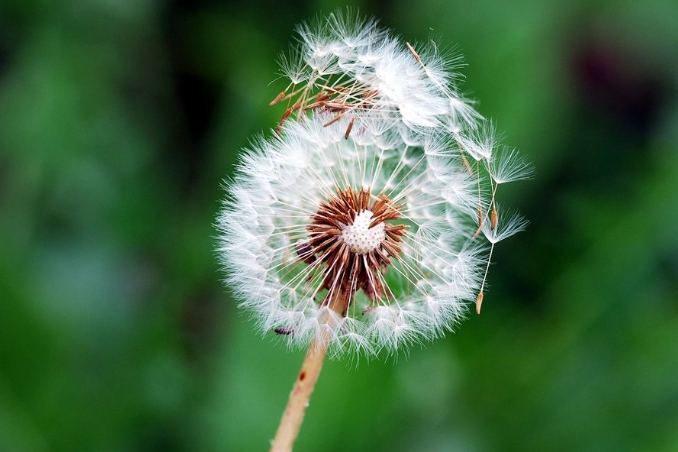 蒲公英花語