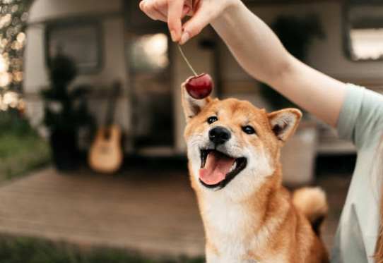 狗可以吃櫻桃嗎