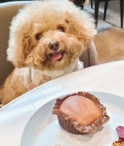 帶寵物用餐士林