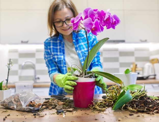 蝴蝶蘭澆水方法