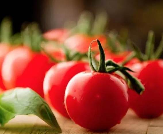 減肥吃番茄好處