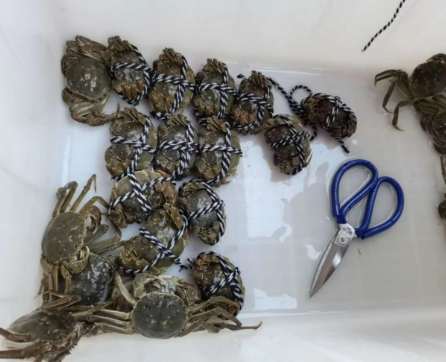 胡蘿蔔飲食注意事項