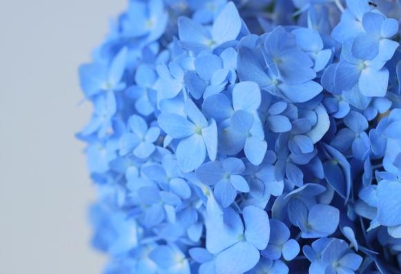 紫陽花寓意