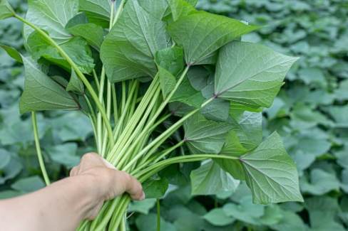 地瓜葉搭配禁忌