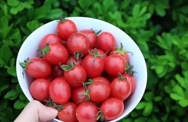 小番茄吃法