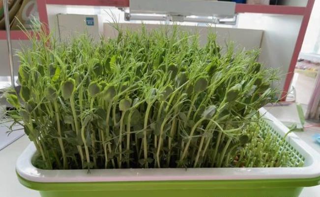 如何清洗豌豆苗