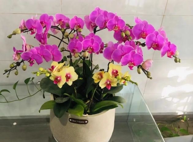 蝴蝶兰养护