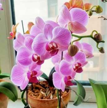 蝴蝶兰开花次数