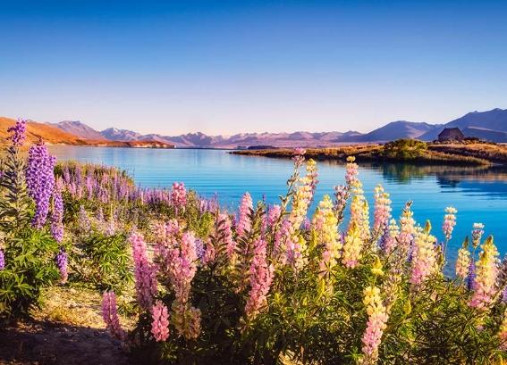 紐西蘭旅遊攻略