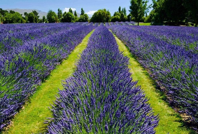 薰衣草農場旅遊