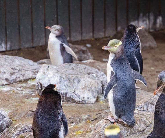 但尼丁黃眼企鵝