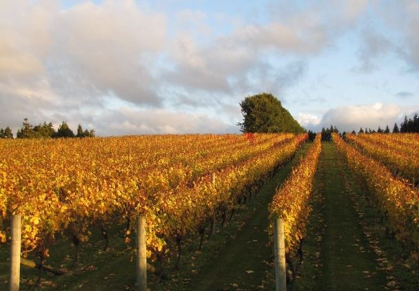 奧克蘭酒莊旅遊