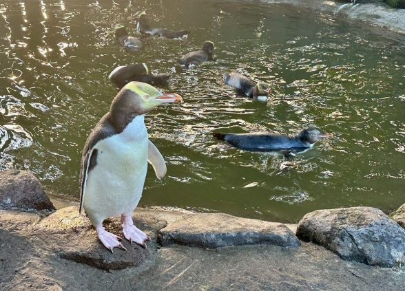 但尼丁企鵝觀光