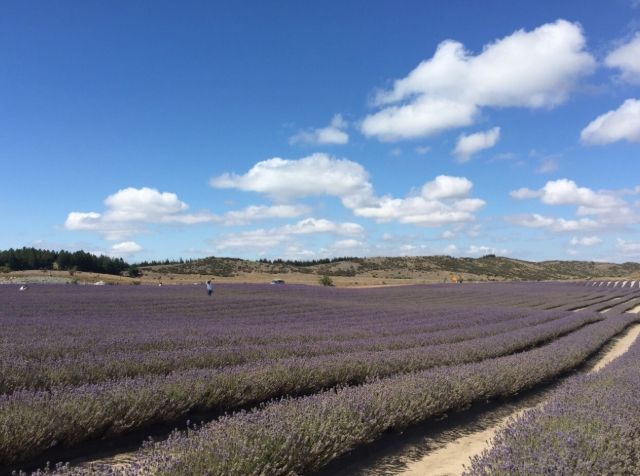 薰衣草農場旅遊