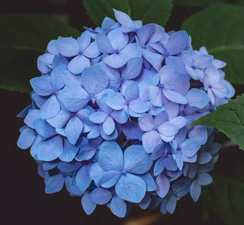 繡球花紫色象徵