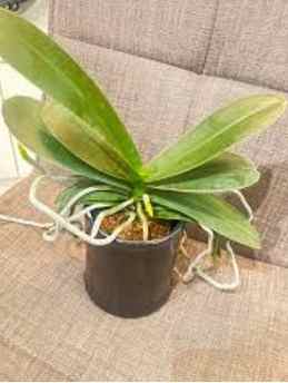 蘭花重新開花技巧