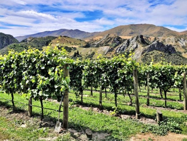 紐西蘭葡萄酒莊園