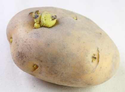 馬鈴薯不能怎麼吃