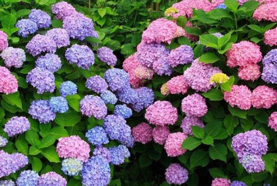 紫色繡球花種植